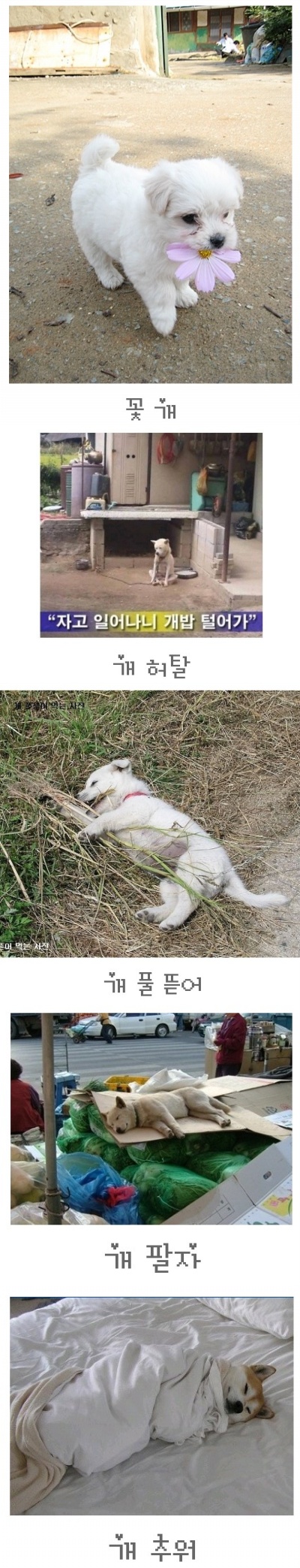 개 시리즈1.jpg