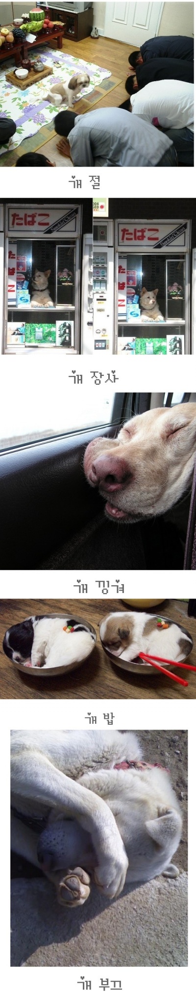 개 시리즈2.jpg