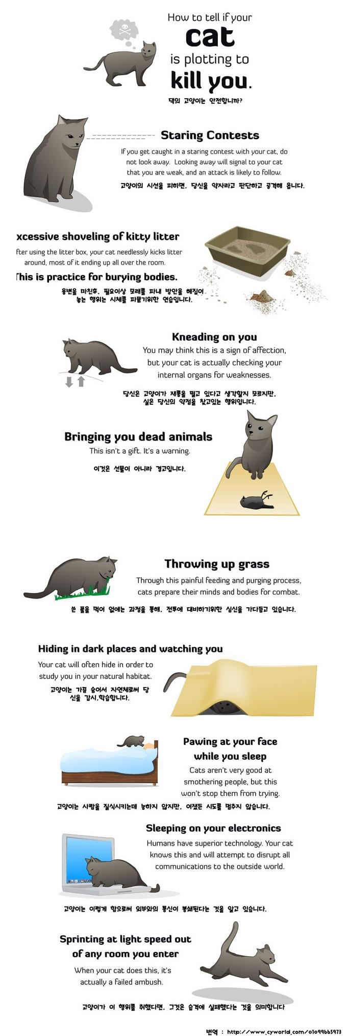 고양이가 당신을 죽이려하는 증거.jpg