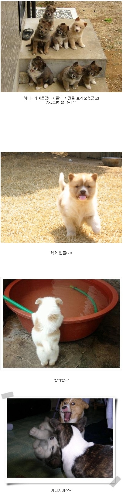 똥개가 젤 귀여워 (1).jpg