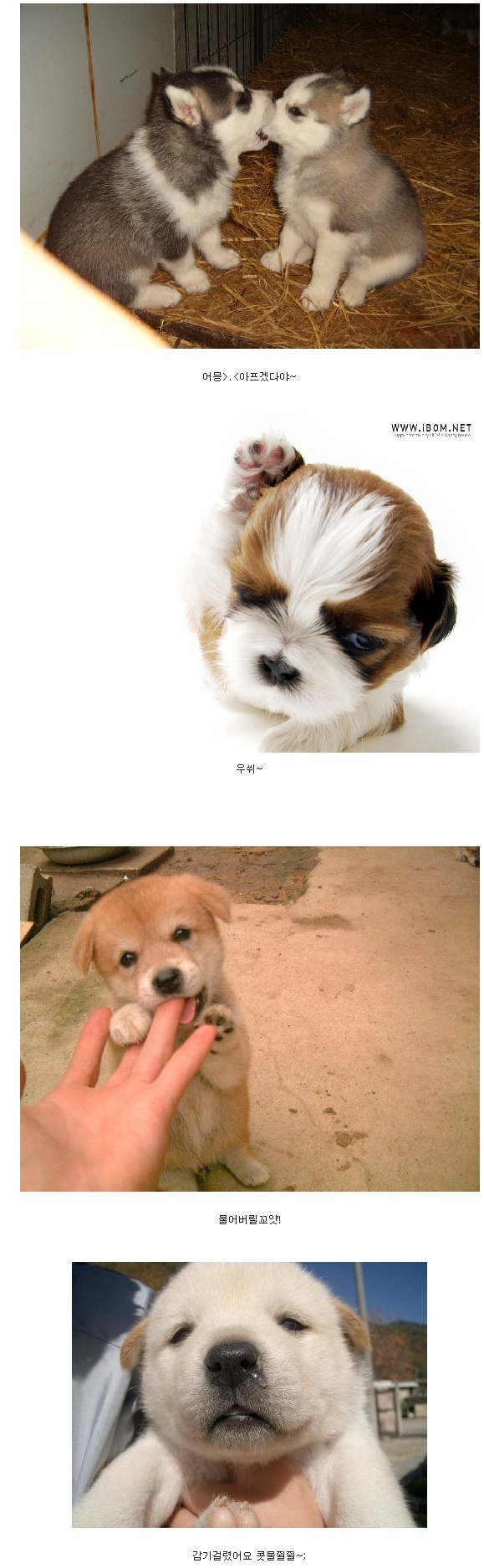 똥개가 젤 귀여워 (2).jpg