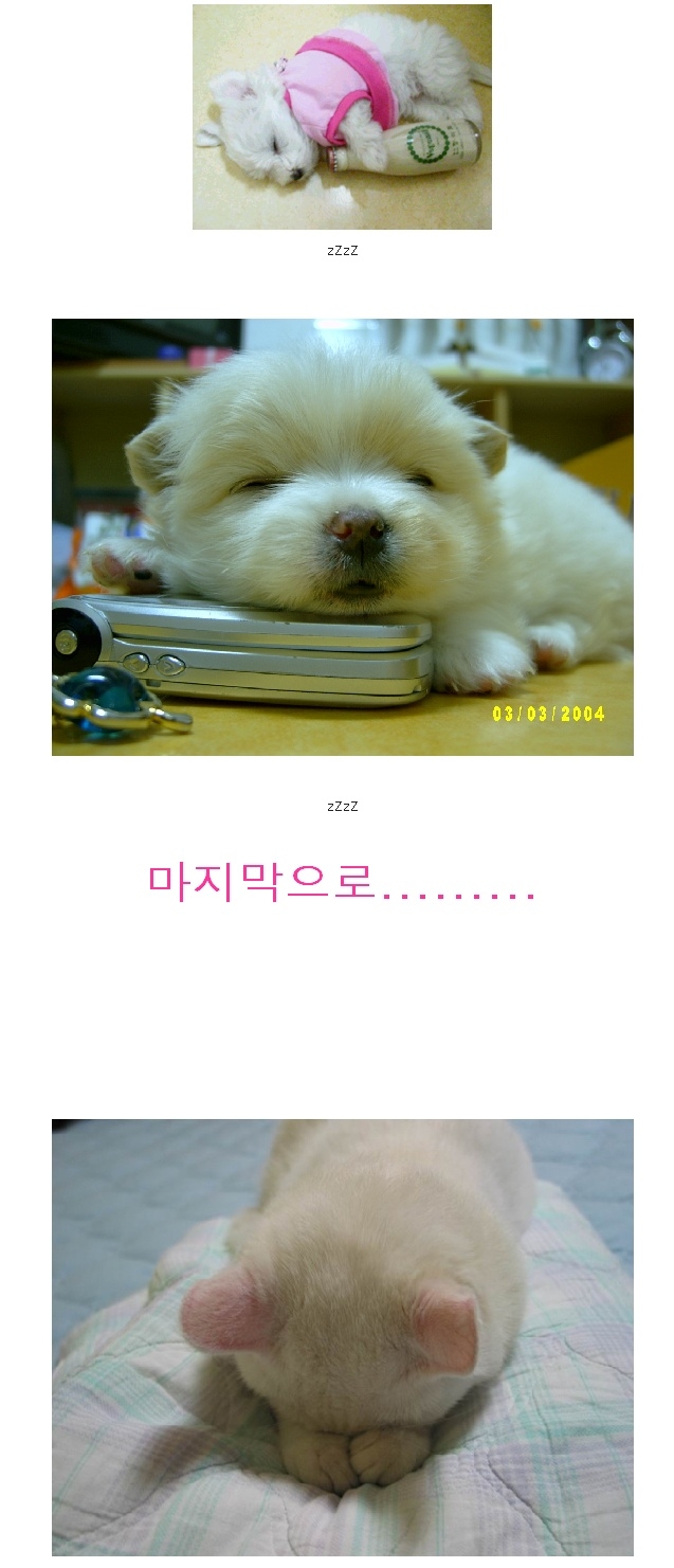 똥개가 젤 귀여워 (3).jpg