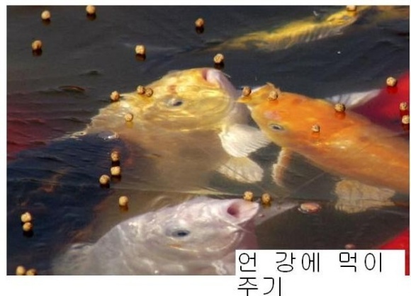 훼이크다 잉어들아.jpg